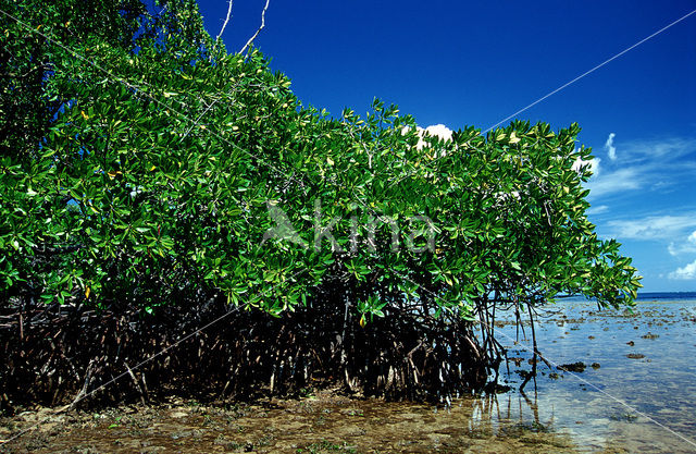 Mangrove