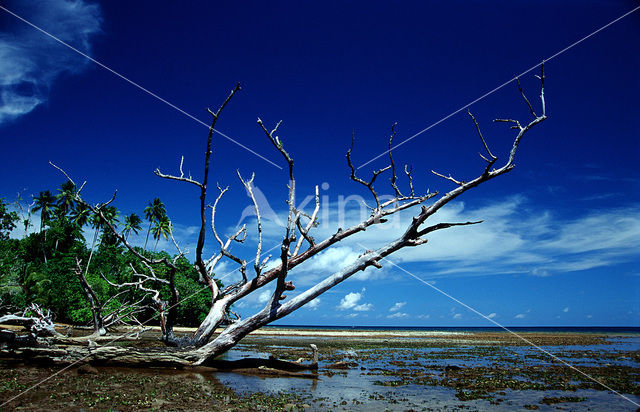 Mangrove