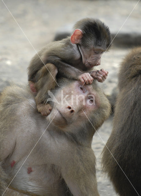 Hamadryas Baboon (Papio hamadryas)