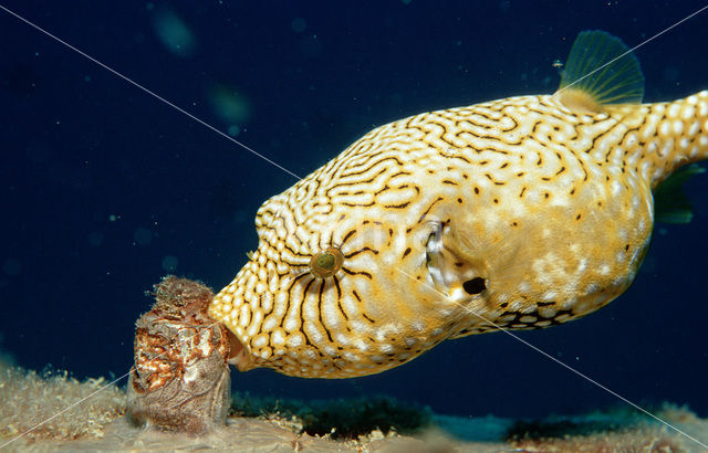 Map puffer