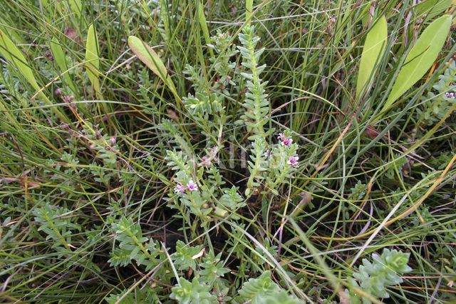 Melkkruid (Glaux maritima)