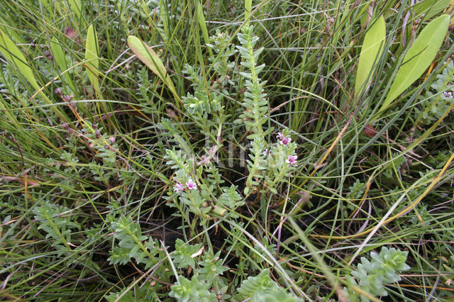 Sea Milkwort (Glaux maritima)