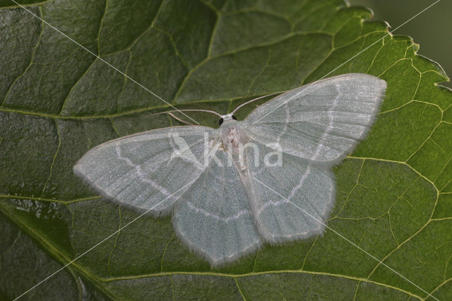 Melkwitte zomervlinder (Jodis lactearia)