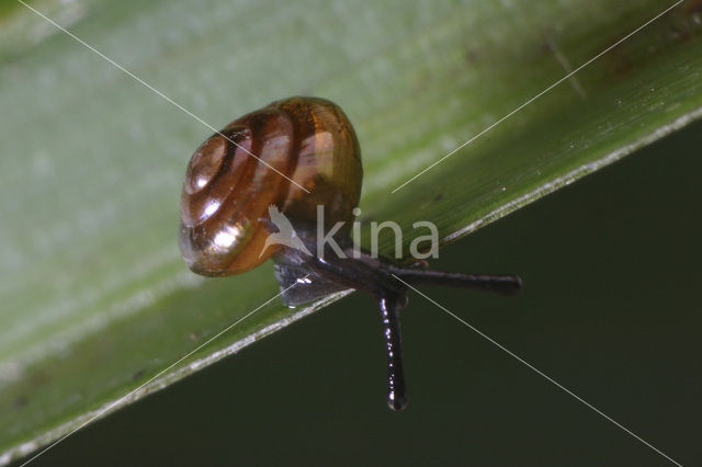 Euconulus alderi