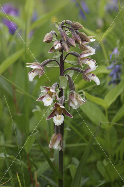 Moeraswespenorchis (Epipactis palustris)