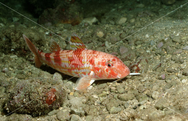 Red Mullet (Mullus surmuletus)