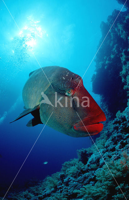 Humpback wrasse