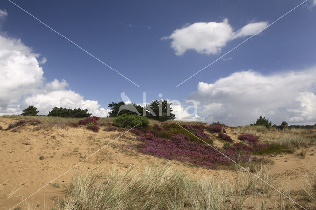 National Park Drents-Friese Wold