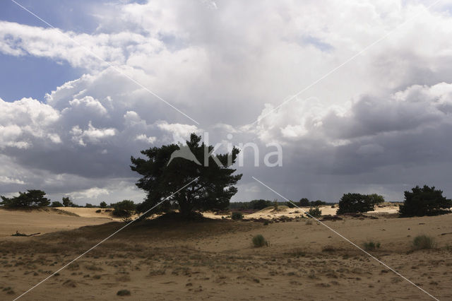 National Park Drents-Friese Wold