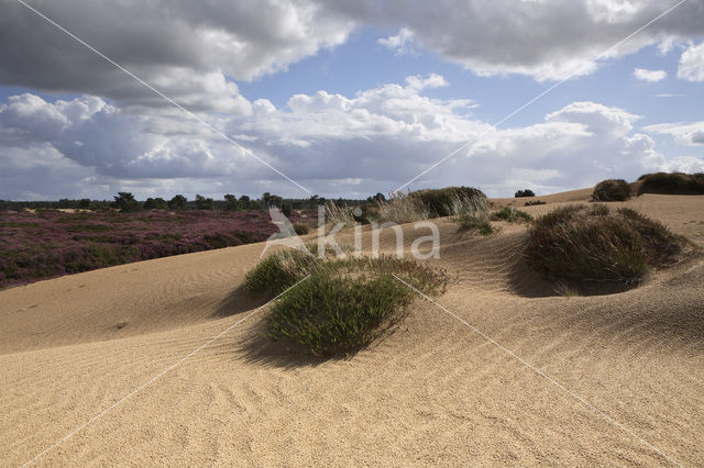 National Park Drents-Friese Wold