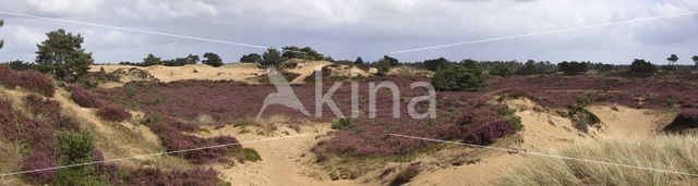 National Park Drents-Friese Wold