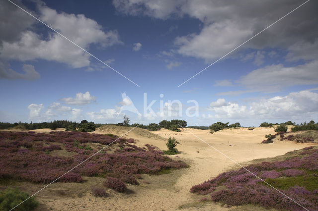 Nationaal Park Drents-Friese Wold