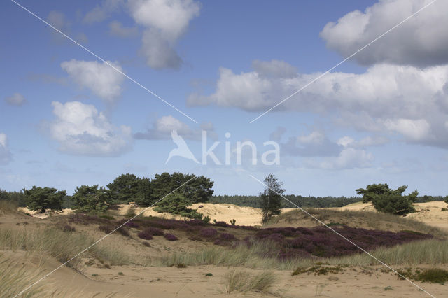 National Park Drents-Friese Wold