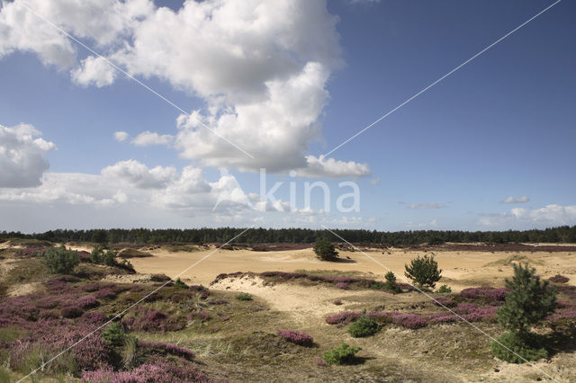 National Park Drents-Friese Wold