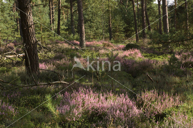 National Park Sallandse Heuvelrug