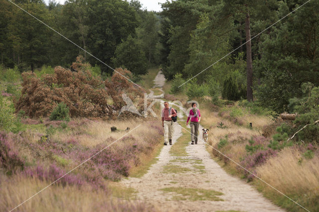 National Park Sallandse Heuvelrug