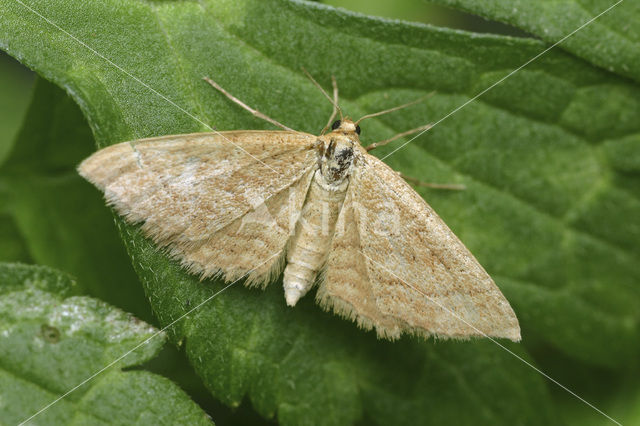 Okergele spanner (Idaea ochrata)