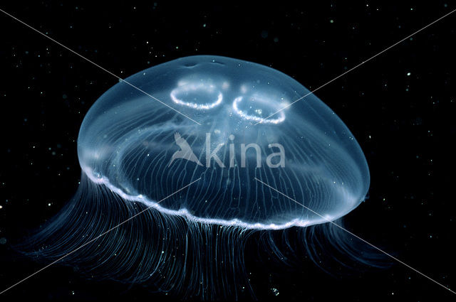 moon jelly