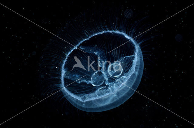 moon jelly