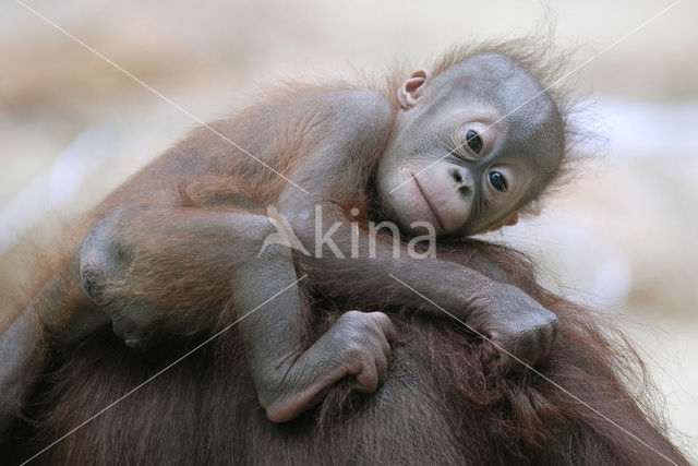 Orang oetan (Pongo pygmaeus)