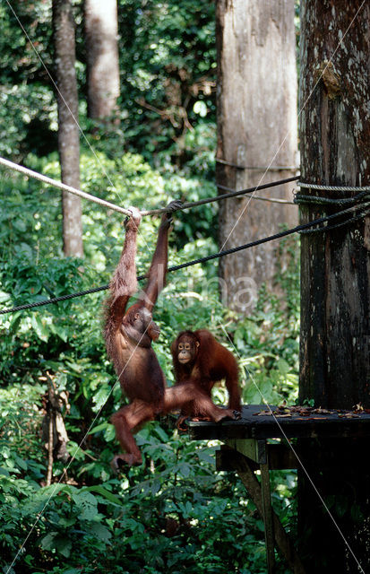 Orangutan (Pongo pygmaeus)