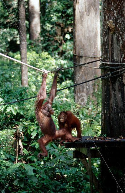 Orang oetan (Pongo pygmaeus)