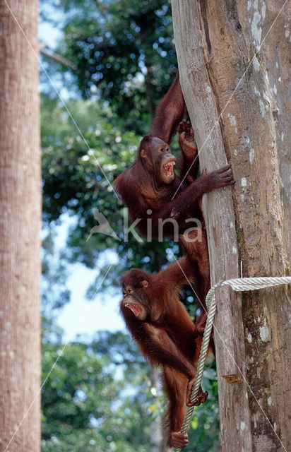 Orangutan (Pongo pygmaeus)