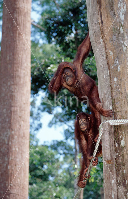 Orang oetan (Pongo pygmaeus)