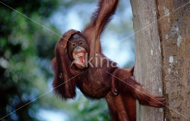 Orang oetan (Pongo pygmaeus)