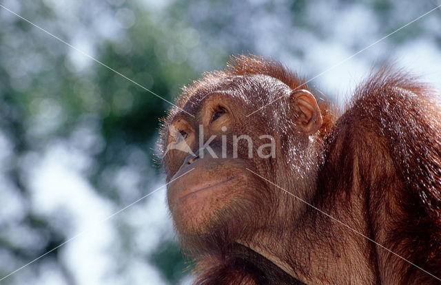 Orang oetan (Pongo pygmaeus)