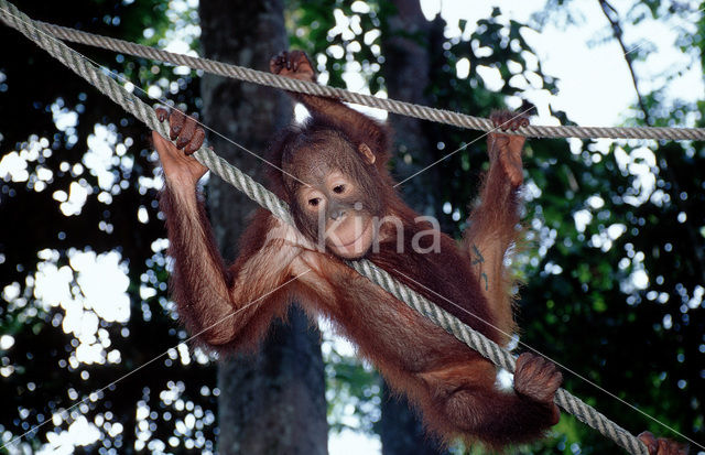 Orangutan (Pongo pygmaeus)