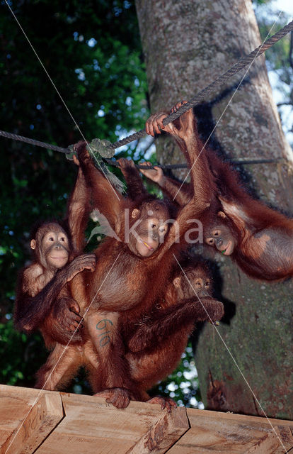 Orang oetan (Pongo pygmaeus)