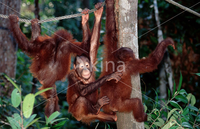 Orang oetan (Pongo pygmaeus)