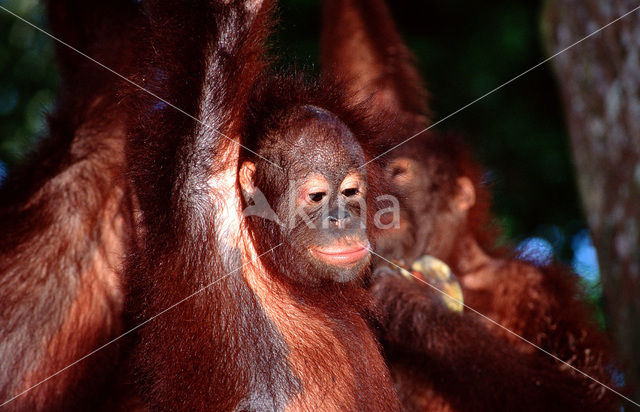 Orangutan (Pongo pygmaeus)