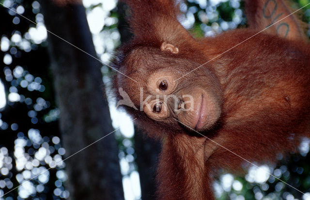 Orang oetan (Pongo pygmaeus)