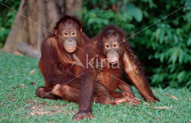 Orang oetan (Pongo pygmaeus)