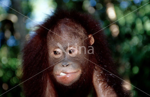 Orang oetan (Pongo pygmaeus)