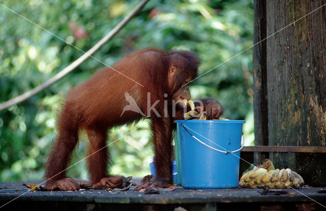 Orang oetan (Pongo pygmaeus)