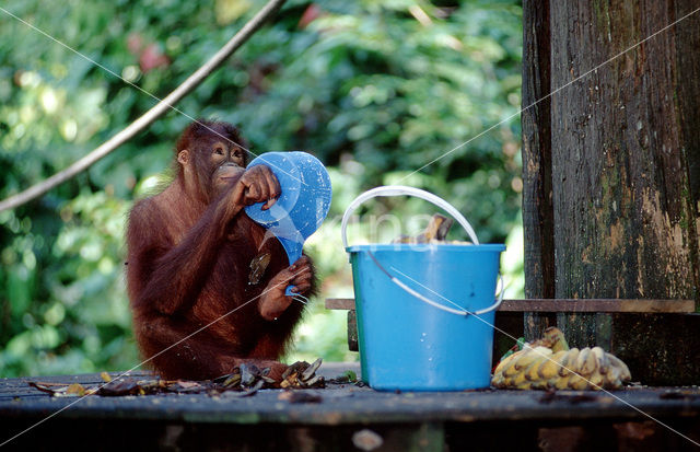 Orangutan (Pongo pygmaeus)