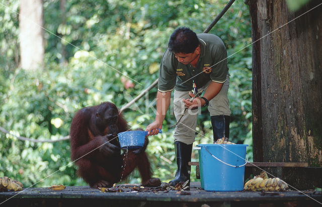 Orang oetan (Pongo pygmaeus)