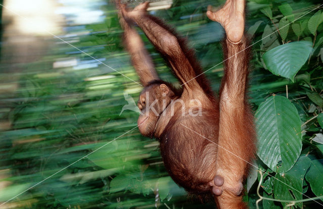 Orangutan (Pongo pygmaeus)