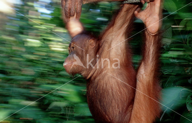 Orangutan (Pongo pygmaeus)