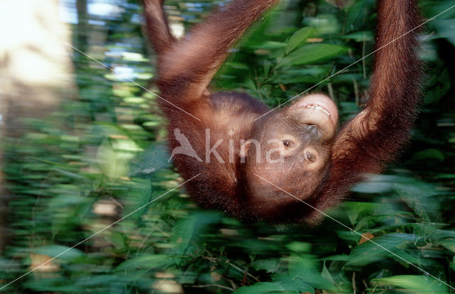 Orangutan (Pongo pygmaeus)