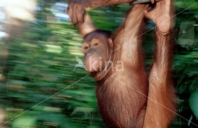 Orang oetan (Pongo pygmaeus)