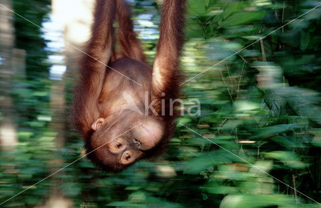 Orangutan (Pongo pygmaeus)