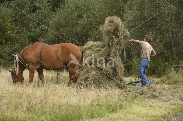 Paard (Equus spp)