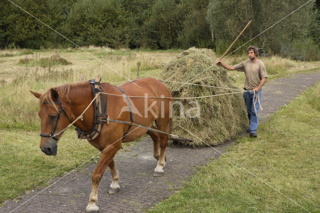 Horse (Equus spp)