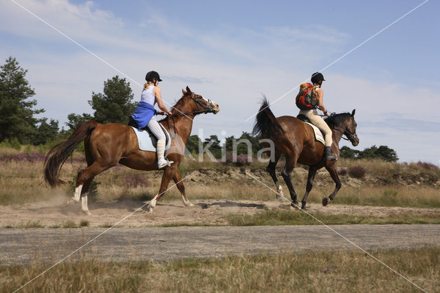 Paard (Equus spp)