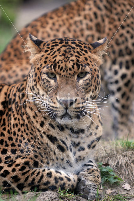 Panter (Panthera pardus)