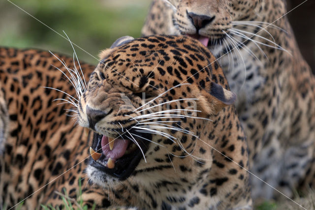 Panter (Panthera pardus)